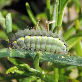 Zygaena occitanica