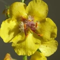 Verbascum virgatum