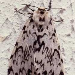 Lymantria monacha