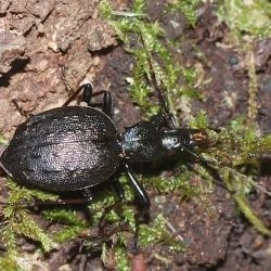 Cychrus spinicollis