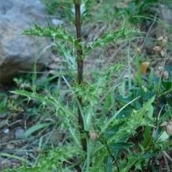 Fotografía Carlina vulgaris subsp. spinosa