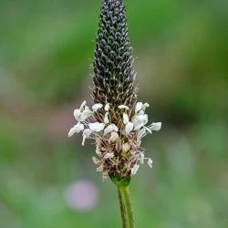 Inflorescencia