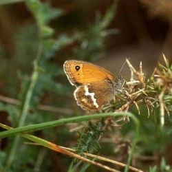 Fotografía Coenonympha dorus (1 de 2)