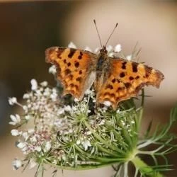 Polygonia c-album