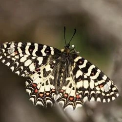 Zerynthia rumina