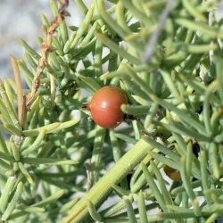 Asparagus macrorrhizus