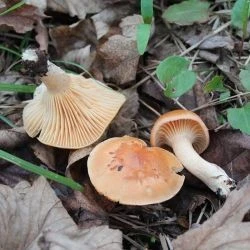 Hygrocybe pratensis (1 de 2)