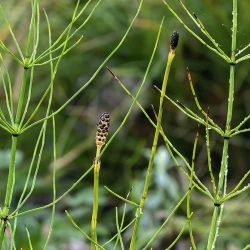 Equisetum palustre