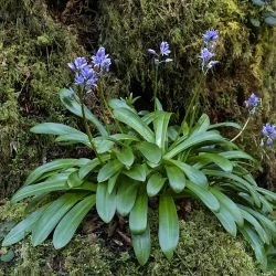 Scilla lilio-hyacinthus