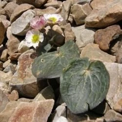 Ranunculus parnassiifolius subsp. cabrerensis