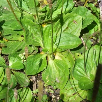 Plantago media (2 de 3)