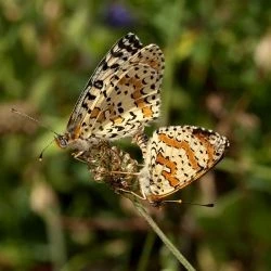 Fotografía Melitaea didyma