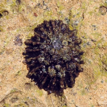 Patella ferruginea