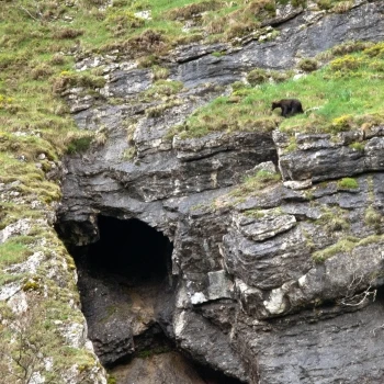 Oso pardo (Ursus arctos) (6 de 6)