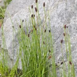 Equisetum ramosissimum