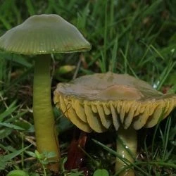 Fotografía Hygrocybe psittacina