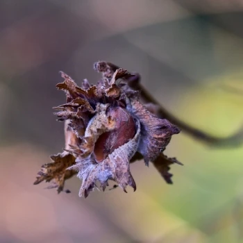 Corylus americana (2 de 2)