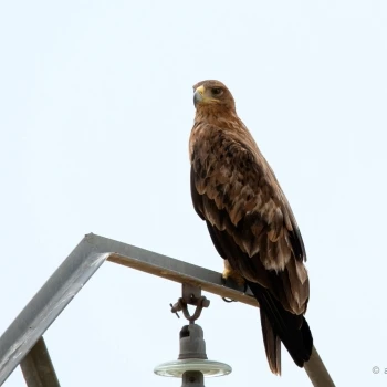 Aquila adalberti