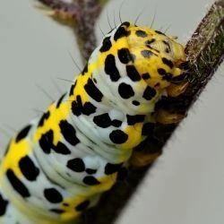 Shargacucullia scrophulariae