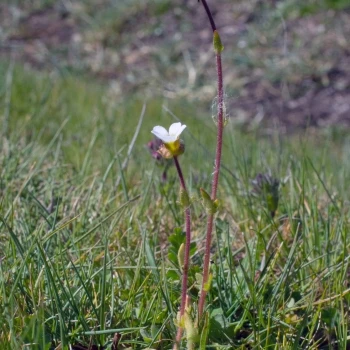 Saxifraga carpetana