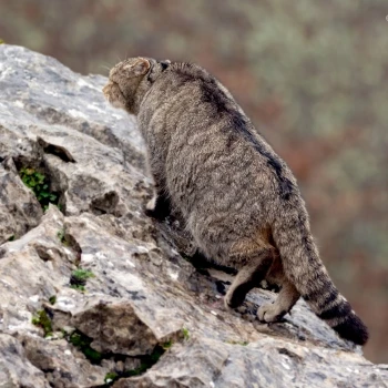 Fotografía Gato montés (Felis silvestris) (6 de 6)