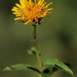 Inula salicina