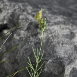 Linaria badalii