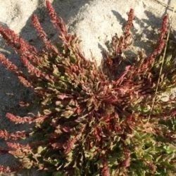 Fotografía Rumex bucephalophorus subsp. hispanicus (1 de 2)