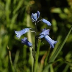 Brimeura amethystina