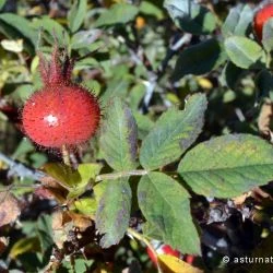 Rosa villosa