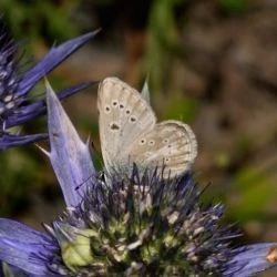 Aricia nicias