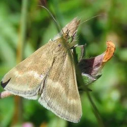 Pyrausta aerealis