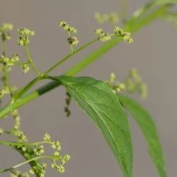 Chenopodium polyspermum