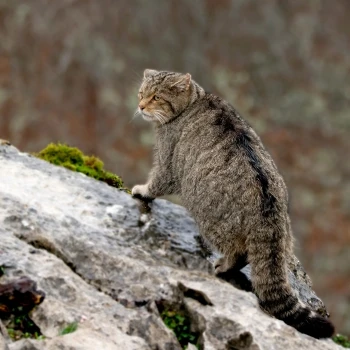 Fotografía Gato montés (Felis silvestris) (2 de 6)