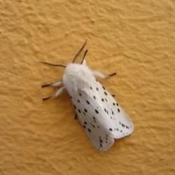 Spilosoma lubricipeda