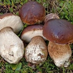 Boletus edulis