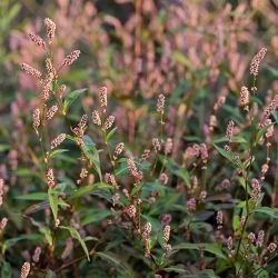 Polygonum persicaria