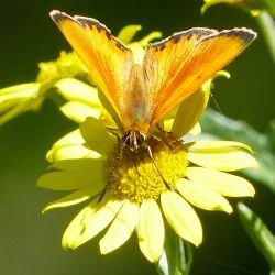 Fotografía Lycaena virgaureae (1 de 2)