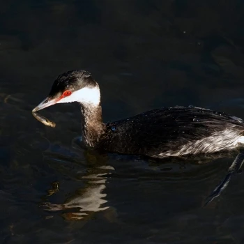 Zampullín cuellirrojo (Podiceps auritus) (4 de 5)