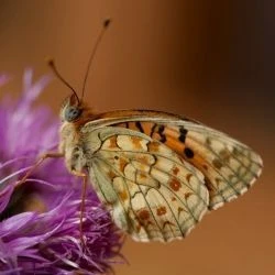 Argynnis niobe