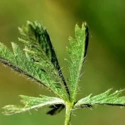 Potentilla asturica