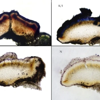 Thalloidima candidum (Weber) A.Massal. (3 de 6)