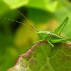 Fotografía Tettigonia viridissima