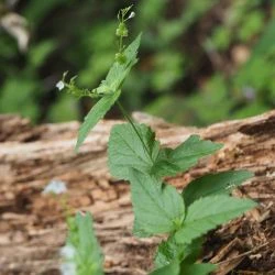 Veronica urticifolia