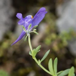 Linaria alpina subsp. alpina