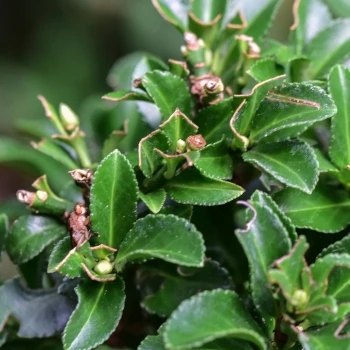 Euonymus japonicus 'Benkomasaki' (2 de 2)