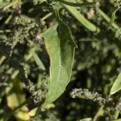 Atriplex patula