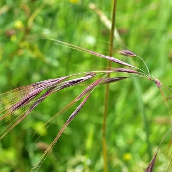 Inflorescencia, espiga