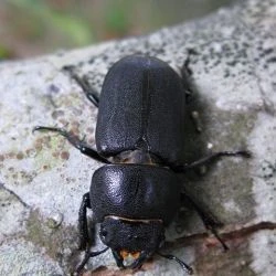 Fotografía Dorcus parallelipipedus (1 de 3)