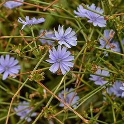 Cichorium intybus